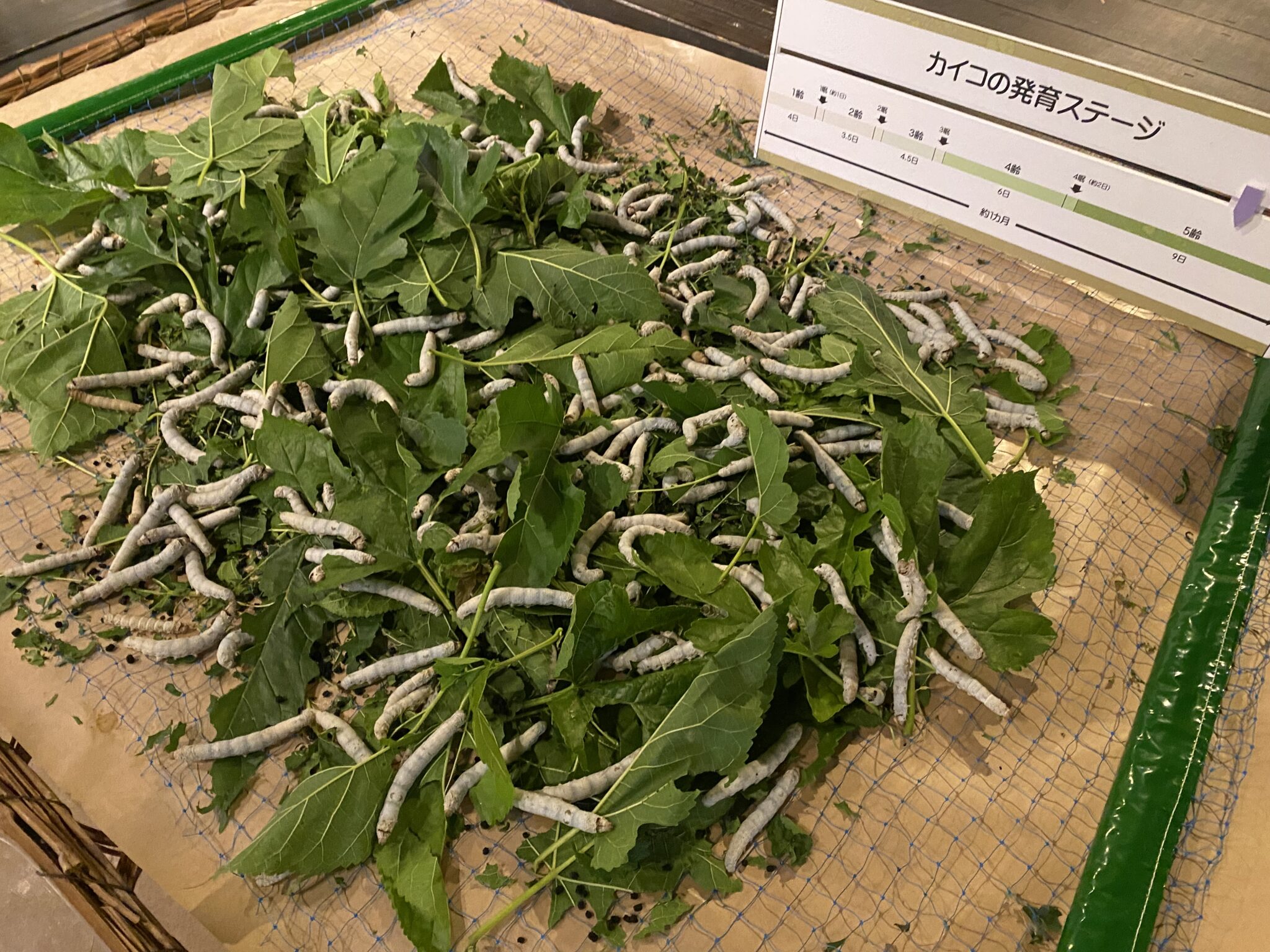 駒ヶ根シルクミュージアムで養蚕業の歴史とカイコの生態を学ぼう!【駒ヶ根市】 – 楽しいとこダイスキ!